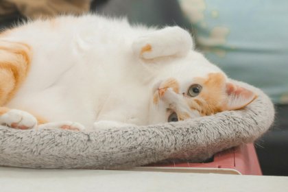 Котки от пет държави се събраха във Варна на международна изложба