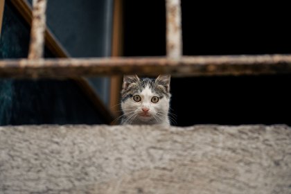 Котка с гъби: Брутално "кулинарно" видео скандализира Варна