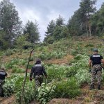 Полицията разкри над 3 тона марихуана в Благоевградско