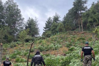 Полицията разкри над 3 тона марихуана в Благоевградско