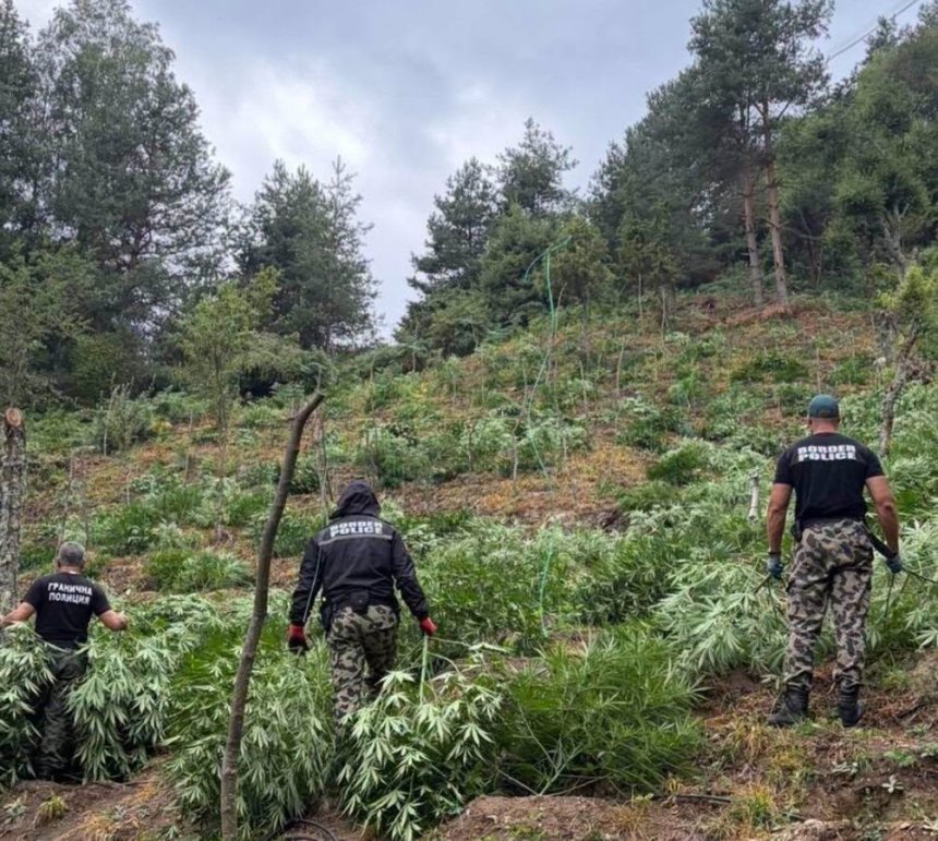 Полицията разкри над 3 тона марихуана в Благоевградско