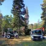 Над 600 изсъхнали дървета ще бъдат премахнати от парк „Врана“
