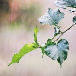 Дъжд и леко захлаждане слагат край на жегите днес