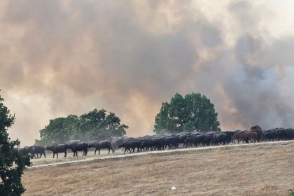 Голям пожар бушува край Хасково, застрашава гори и ниви