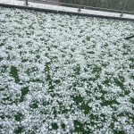 Градушка и порой блокираха София следобед