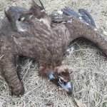 Пет лешояда отровени в Национален парк „Централен Балкан“
